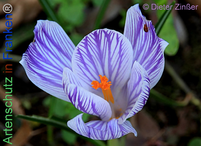 Bild zum Eintrag (1138278-160)