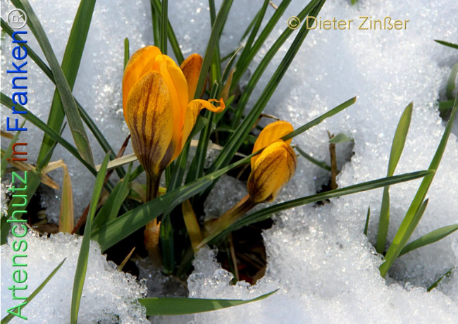 Bild zum Eintrag (1138279-160)