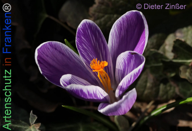 Bild zum Eintrag (1138280-160)