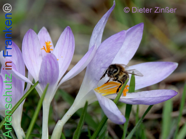 Bild zum Eintrag (1138282-160)