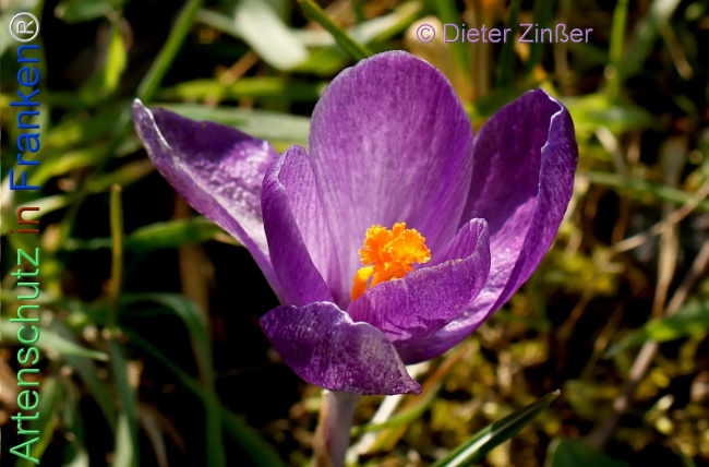 Bild zum Eintrag (1138283-160)