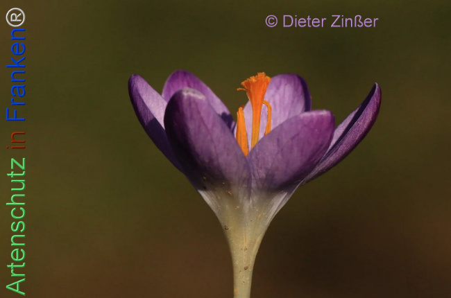 Bild zum Eintrag (1138286-160)