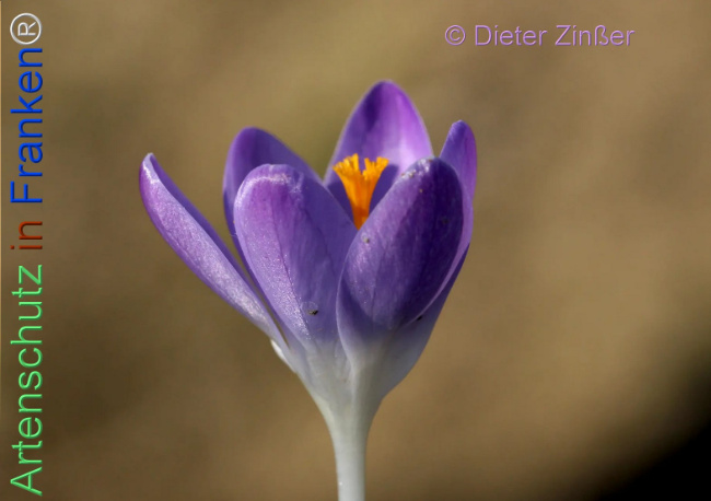 Bild zum Eintrag (1138287-160)