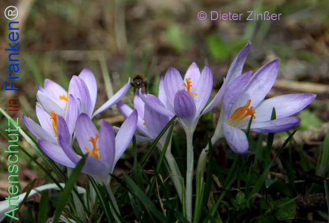 Bild zum Eintrag (1138288-160)