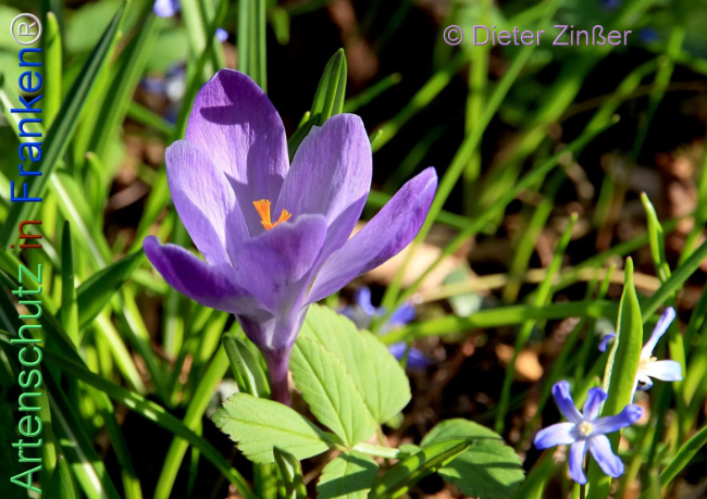 Bild zum Eintrag (1138289-160)