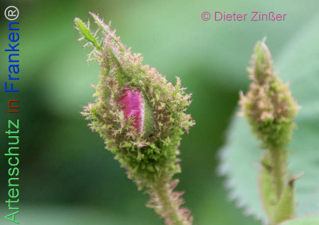 Bild zum Eintrag (1138297-160)