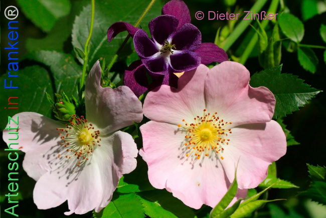 Bild zum Eintrag (1138309-160)