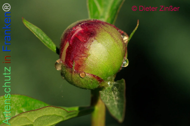 Bild zum Eintrag (1138328-160)