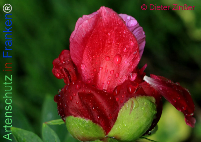 Bild zum Eintrag (1138330-160)