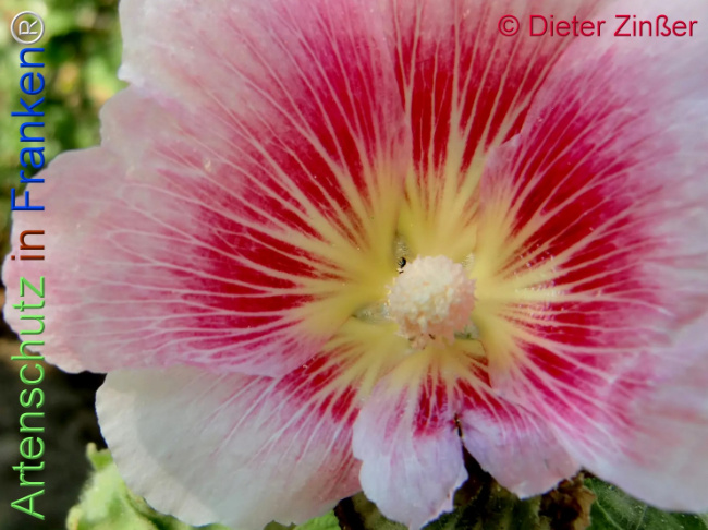 Bild zum Eintrag (1138351-160)