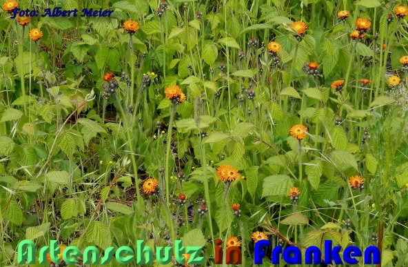Bild zum Eintrag (1138361-160)
