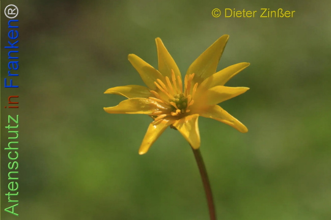 Bild zum Eintrag (1138370-160)