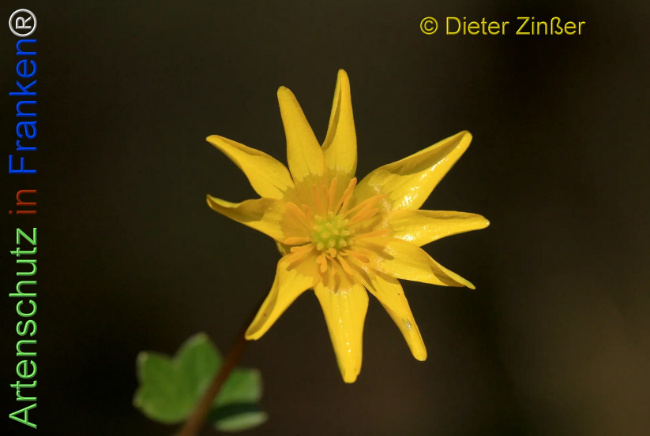 Bild zum Eintrag (1138372-160)