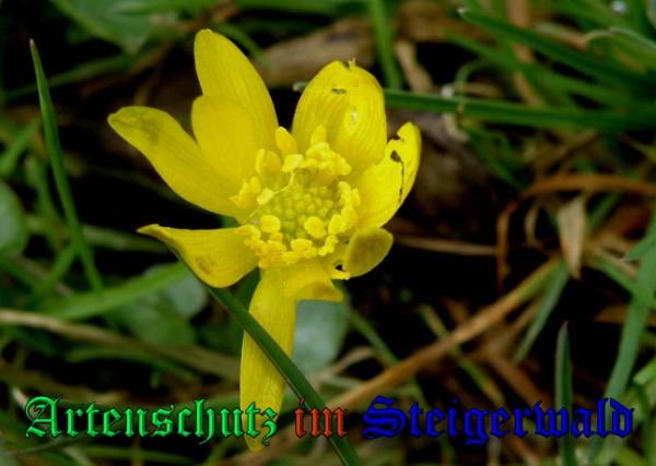 Bild zum Eintrag (1138373-160)