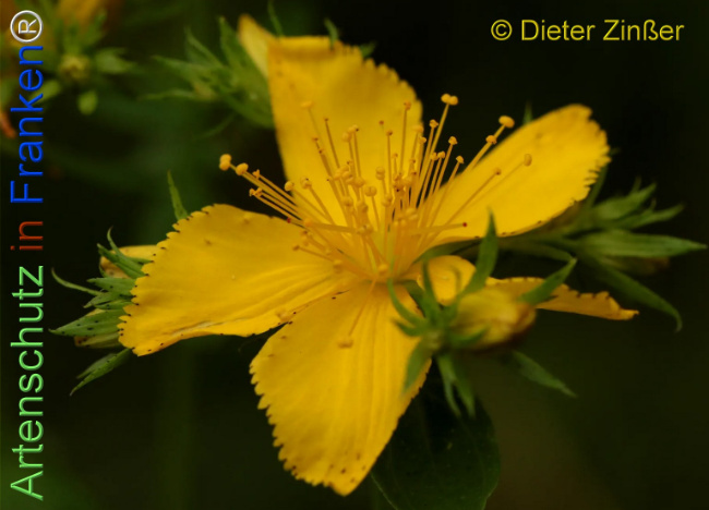 Bild zum Eintrag (1138385-160)