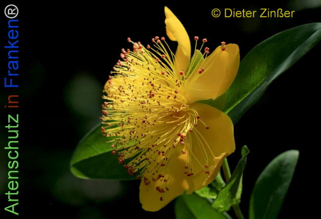 Bild zum Eintrag (1138396-160)