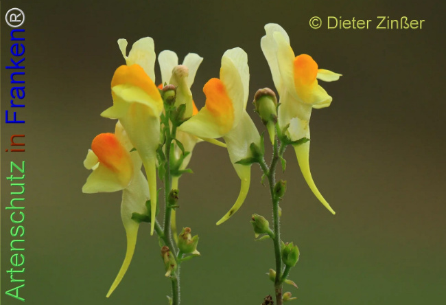 Bild zum Eintrag (1138505-160)