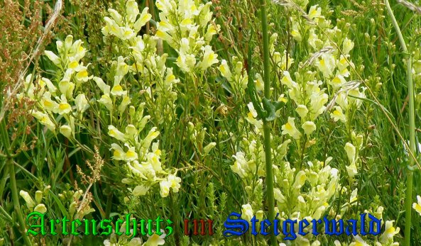 Bild zum Eintrag (1138508-160)