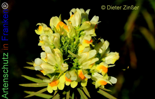 Bild zum Eintrag (1138510-160)