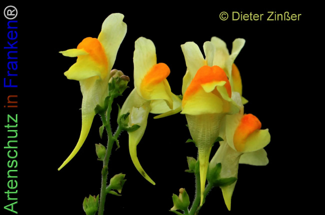 Bild zum Eintrag (1138513-160)