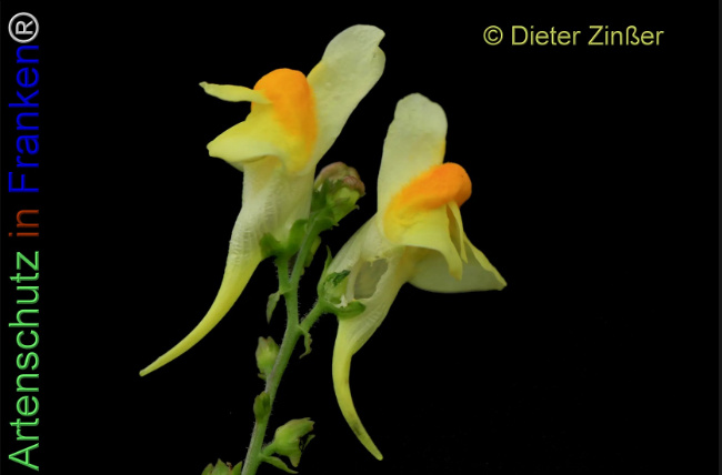 Bild zum Eintrag (1138514-160)