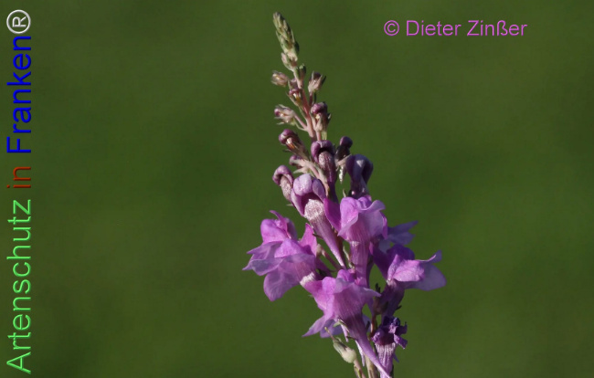 Bild zum Eintrag (1138522-160)