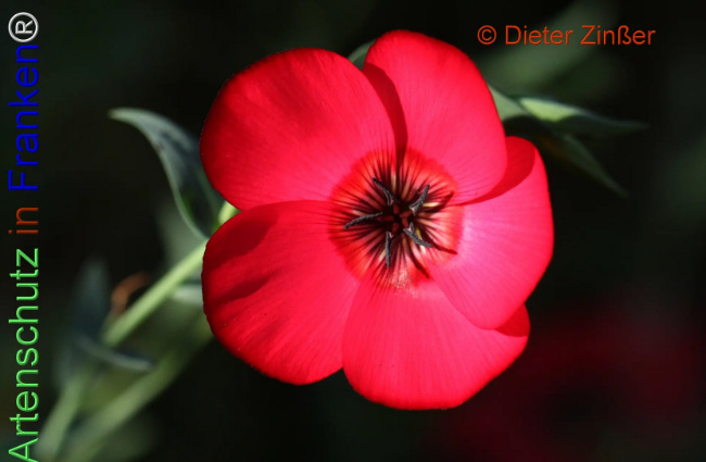 Bild zum Eintrag (1138530-160)