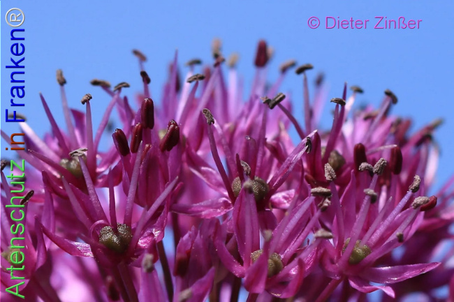 Bild zum Eintrag (1138540-160)