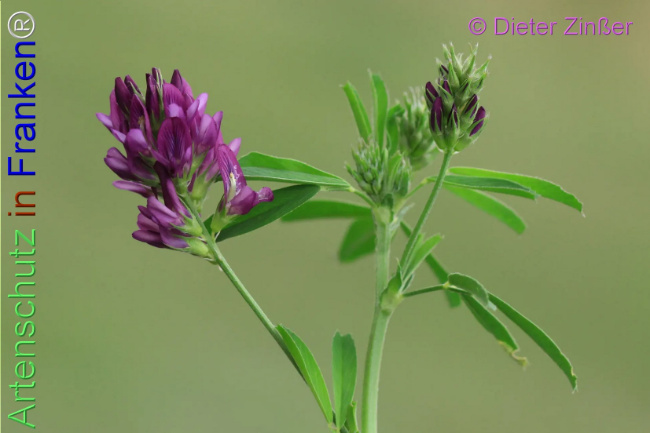 Bild zum Eintrag (1138543-160)