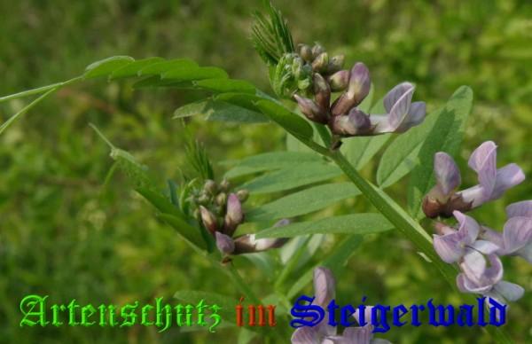 Bild zum Eintrag (1138546-160)