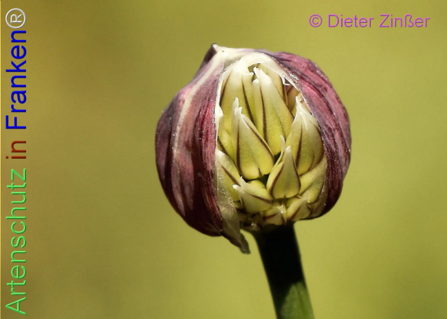 Bild zum Eintrag (1138555-160)