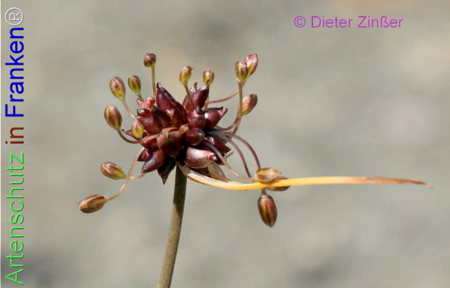 Bild zum Eintrag (1138573-160)