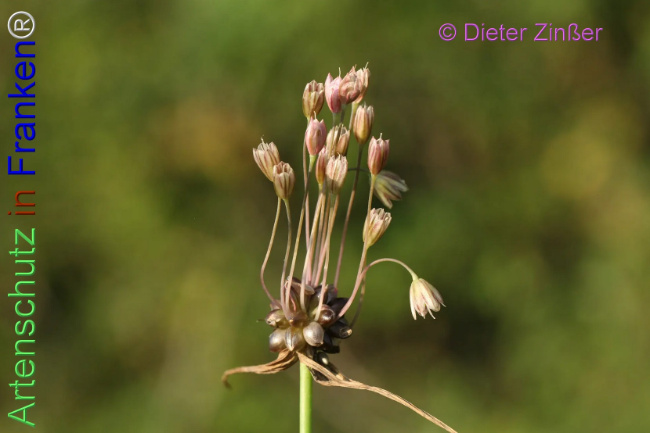 Bild zum Eintrag (1138574-160)