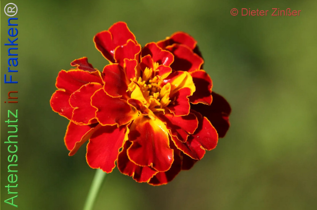 Bild zum Eintrag (1138651-160)