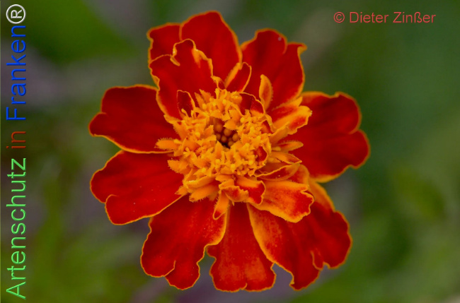 Bild zum Eintrag (1138653-160)