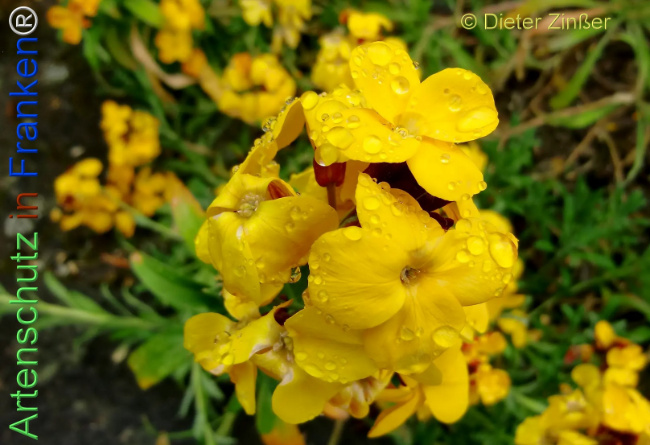 Bild zum Eintrag (1138657-160)