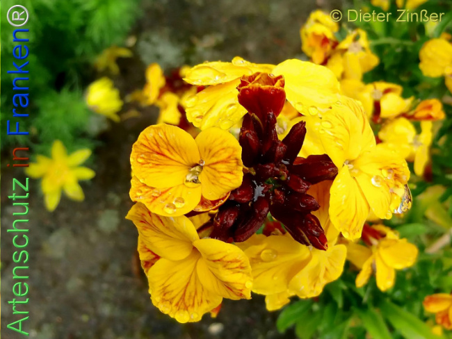 Bild zum Eintrag (1138659-160)