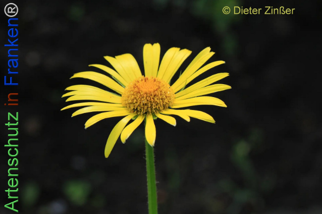 Bild zum Eintrag (1138663-160)