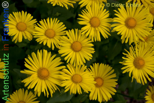 Bild zum Eintrag (1138665-160)