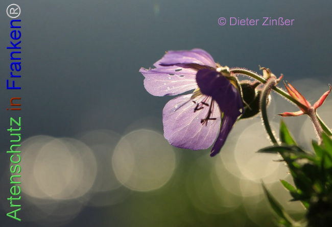 Bild zum Eintrag (1138699-160)