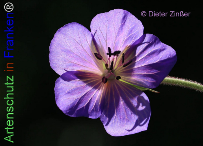 Bild zum Eintrag (1138701-160)