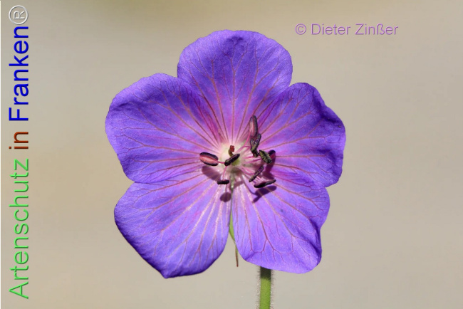 Bild zum Eintrag (1138703-160)