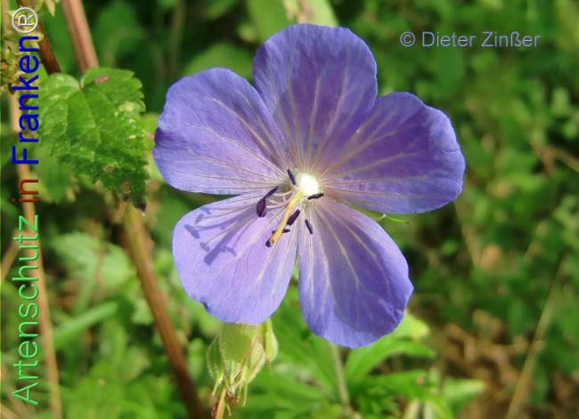 Bild zum Eintrag (1138704-160)