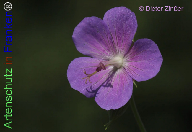 Bild zum Eintrag (1138705-160)