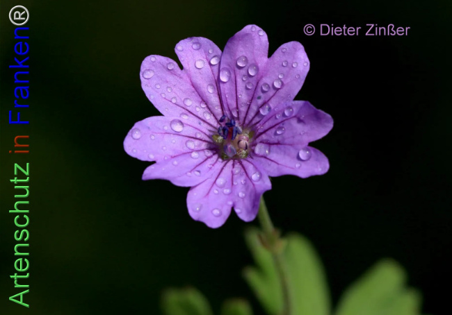 Bild zum Eintrag (1138707-160)