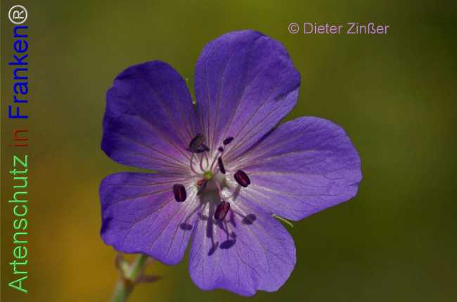 Bild zum Eintrag (1138708-160)
