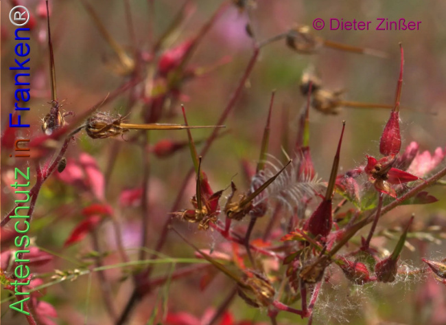 Bild zum Eintrag (1138711-160)