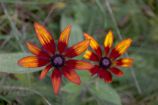 Bild zum Eintrag (1138722-160)