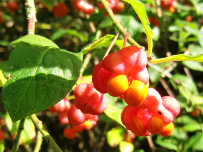 Bild zum Eintrag (1138736-160)