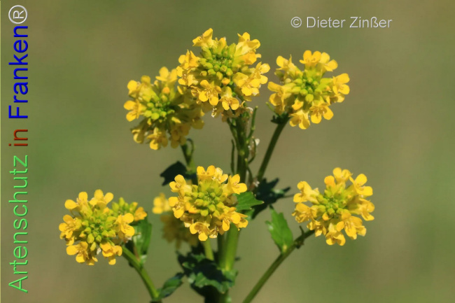 Bild zum Eintrag (1138768-160)